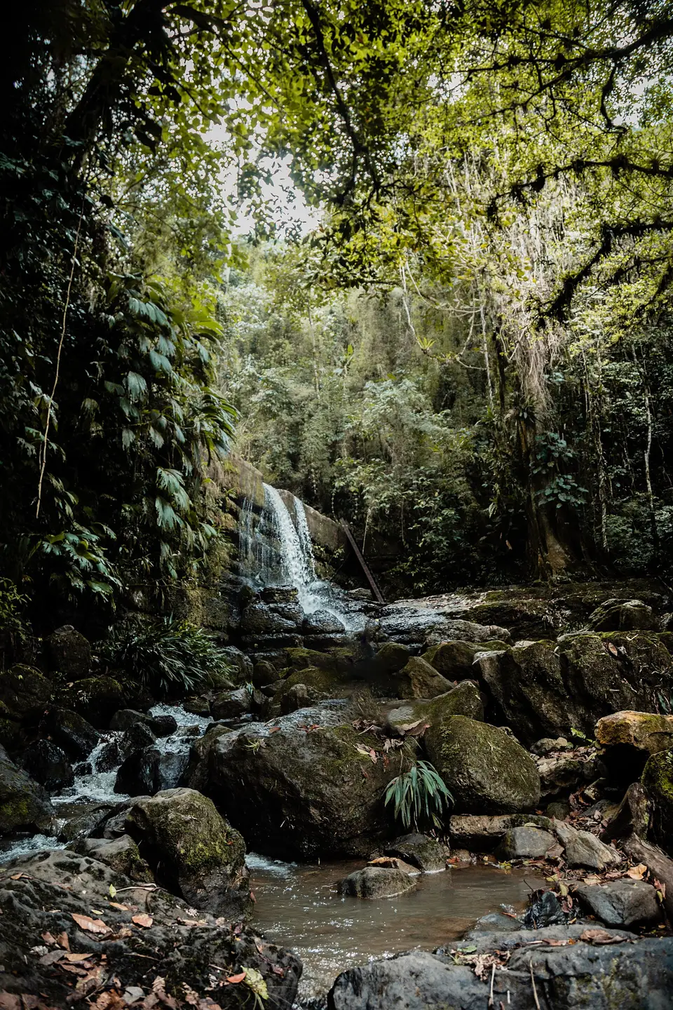 A forest waterfall at Juan Curí spilling over mossy rocks into a pool.